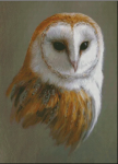 (image for) Barn Owl - JP